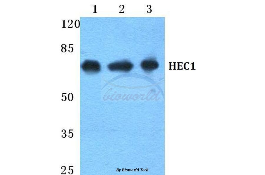 Anti-HEC1 Antibody from Bioworld Technology (BS5755) - Antibodies.com
