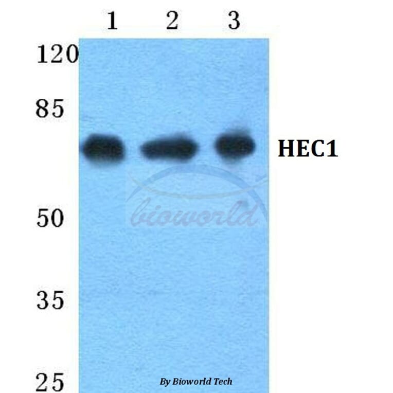 Anti-HEC1 Antibody from Bioworld Technology (BS5755) - Antibodies.com