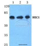 Anti-HEC1 Antibody from Bioworld Technology (BS5755) - Antibodies.com