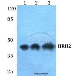 Anti-HRH2 Antibody from Bioworld Technology (BS5757) - Antibodies.com