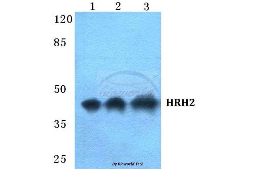 Anti-HRH2 Antibody from Bioworld Technology (BS5757) - Antibodies.com