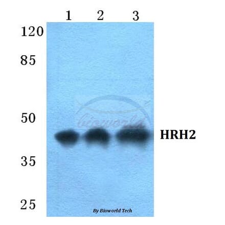 Anti-HRH2 Antibody from Bioworld Technology (BS5757) - Antibodies.com