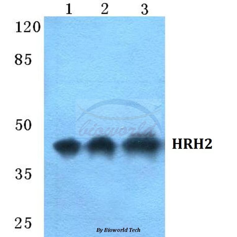 Anti-HRH2 Antibody from Bioworld Technology (BS5757) - Antibodies.com