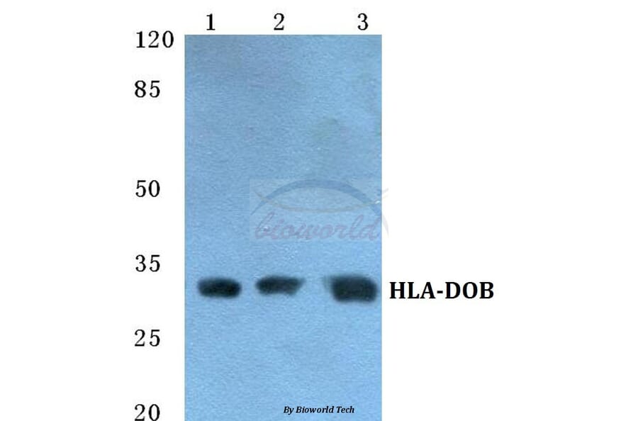 Anti-HLA-DOB Antibody from Bioworld Technology (BS5758) - Antibodies.com