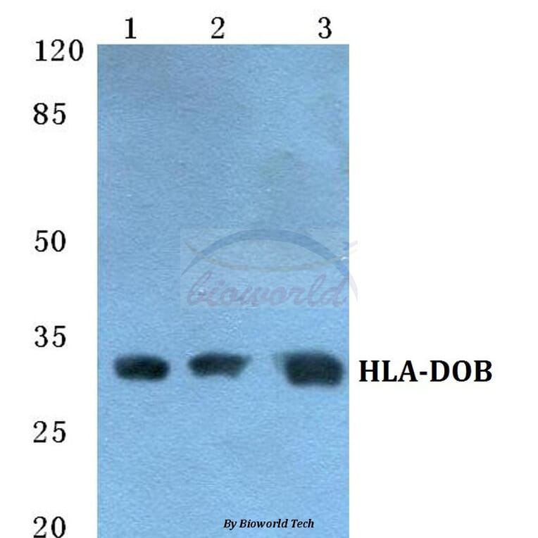 Anti-HLA-DOB Antibody from Bioworld Technology (BS5758) - Antibodies.com