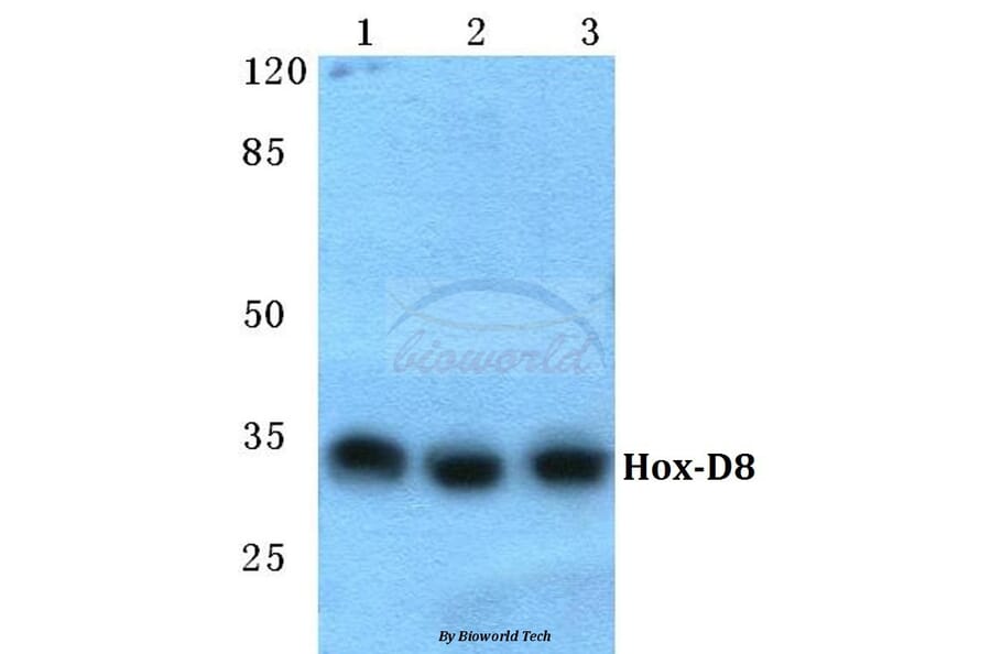 Anti-Hox-D8 Antibody from Bioworld Technology (BS5760) - Antibodies.com