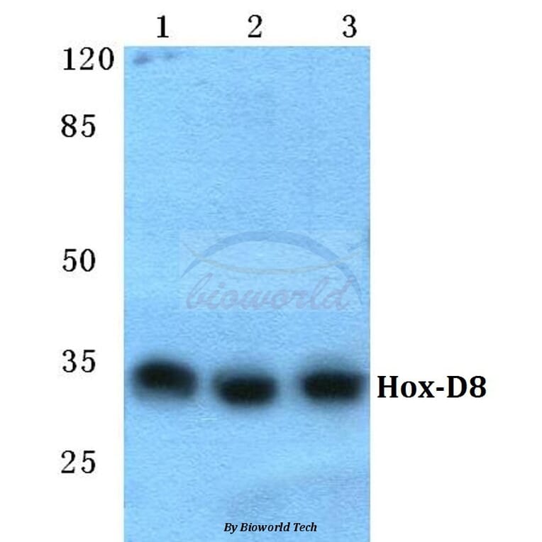 Anti-Hox-D8 Antibody from Bioworld Technology (BS5760) - Antibodies.com