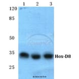 Anti-Hox-D8 Antibody from Bioworld Technology (BS5760) - Antibodies.com