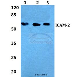 Anti-ICAM-2 Antibody from Bioworld Technology (BS5761) - Antibodies.com