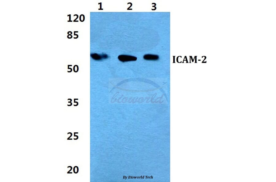 Anti-ICAM-2 Antibody from Bioworld Technology (BS5761) - Antibodies.com