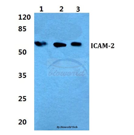 Anti-ICAM-2 Antibody from Bioworld Technology (BS5761) - Antibodies.com