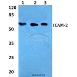 Anti-ICAM-2 Antibody from Bioworld Technology (BS5761) - Antibodies.com