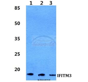 Anti-IFITM3 Antibody from Bioworld Technology (BS5762) - Antibodies.com