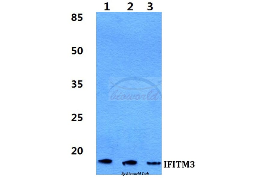 Anti-IFITM3 Antibody from Bioworld Technology (BS5762) - Antibodies.com
