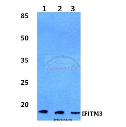 Anti-IFITM3 Antibody from Bioworld Technology (BS5762) - Antibodies.com