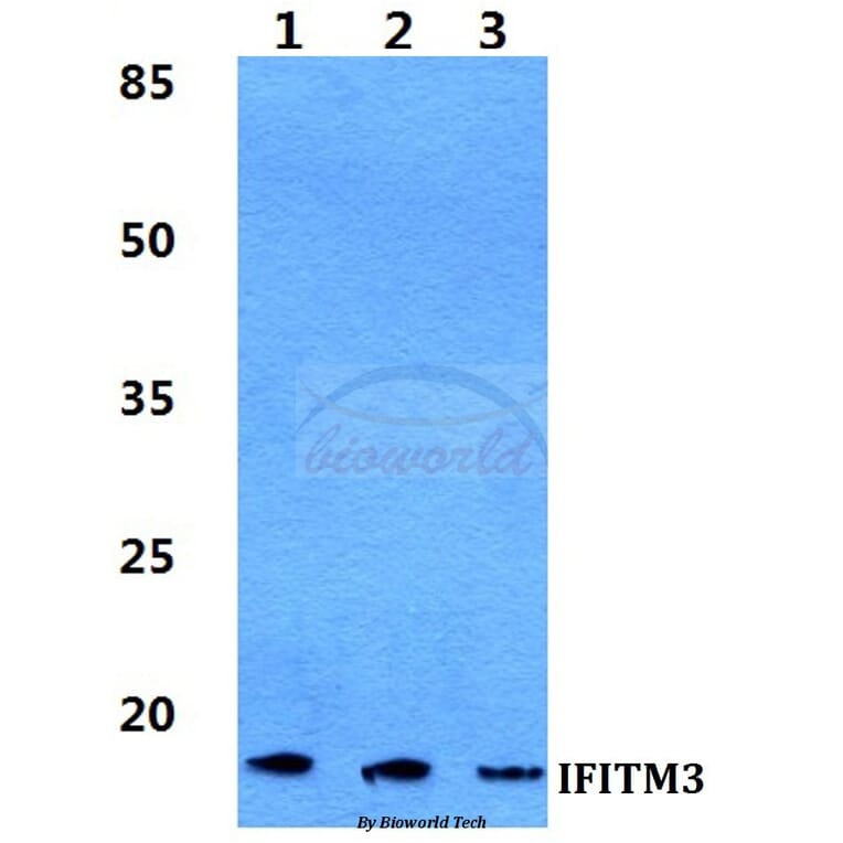 Anti-IFITM3 Antibody from Bioworld Technology (BS5762) - Antibodies.com