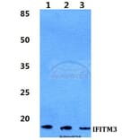 Anti-IFITM3 Antibody from Bioworld Technology (BS5762) - Antibodies.com