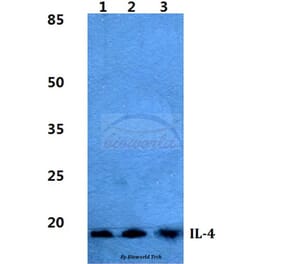 Anti-IL-4 Antibody from Bioworld Technology (BS5764) - Antibodies.com