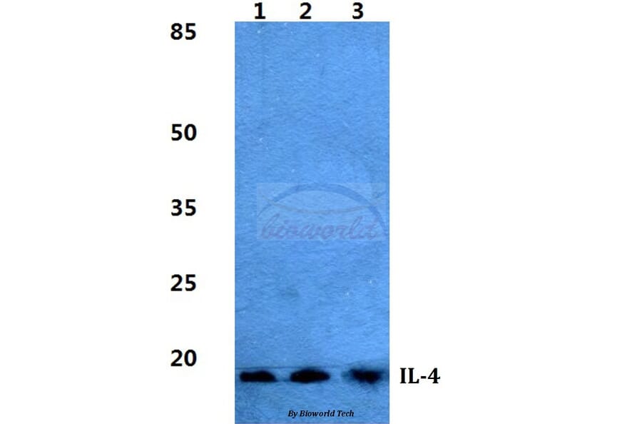 Anti-IL-4 Antibody from Bioworld Technology (BS5764) - Antibodies.com