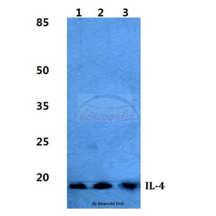 Anti-IL-4 Antibody from Bioworld Technology (BS5764) - Antibodies.com