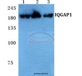 Anti-IQGAP1 Antibody from Bioworld Technology (BS5767) - Antibodies.com