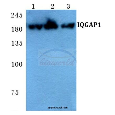Anti-IQGAP1 Antibody from Bioworld Technology (BS5767) - Antibodies.com