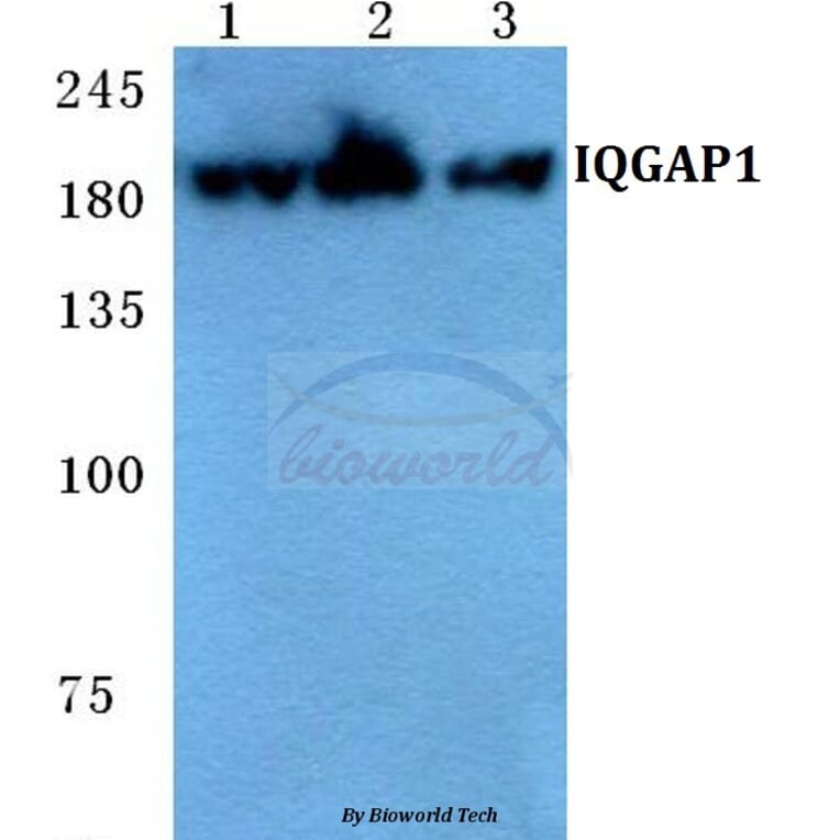 Anti-IQGAP1 Antibody from Bioworld Technology (BS5767) - Antibodies.com