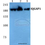 Anti-IQGAP1 Antibody from Bioworld Technology (BS5767) - Antibodies.com