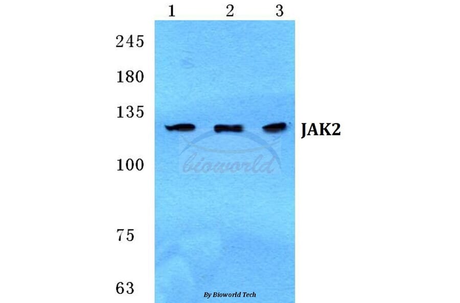 Anti-JAK2 Antibody from Bioworld Technology (BS5769) - Antibodies.com