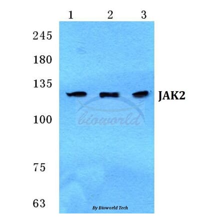 Anti-JAK2 Antibody from Bioworld Technology (BS5769) - Antibodies.com