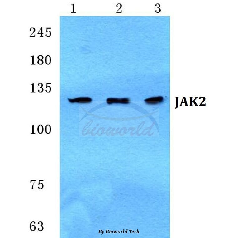 Anti-JAK2 Antibody from Bioworld Technology (BS5769) - Antibodies.com