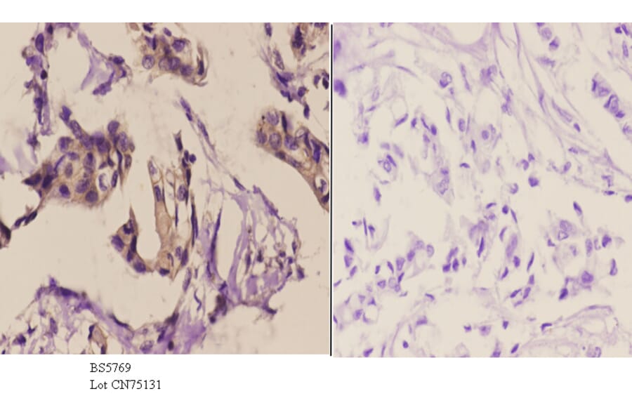 Anti-JAK2 Antibody from Bioworld Technology (BS5769) - Antibodies.com