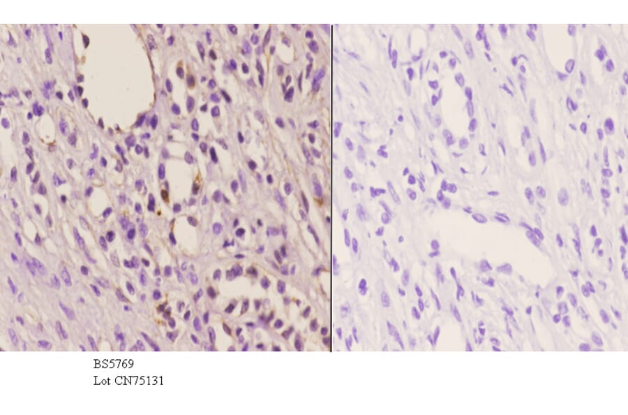 Anti-JAK2 Antibody from Bioworld Technology (BS5769) - Antibodies.com