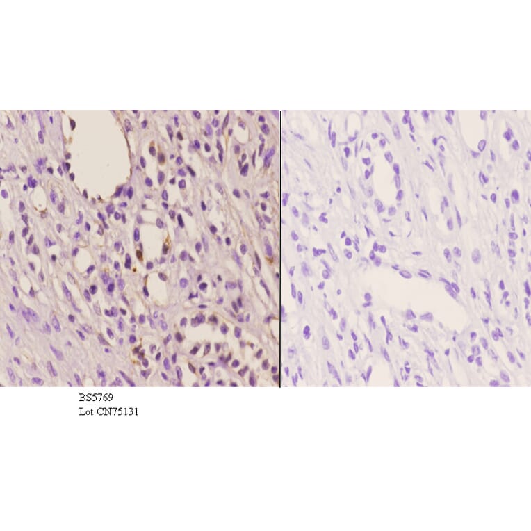 Anti-JAK2 Antibody from Bioworld Technology (BS5769) - Antibodies.com