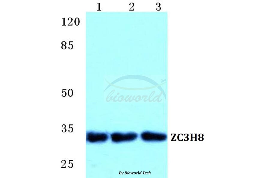 Anti-ZC3H8 Antibody from Bioworld Technology (BS5770) - Antibodies.com