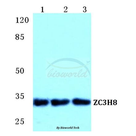 Anti-ZC3H8 Antibody from Bioworld Technology (BS5770) - Antibodies.com
