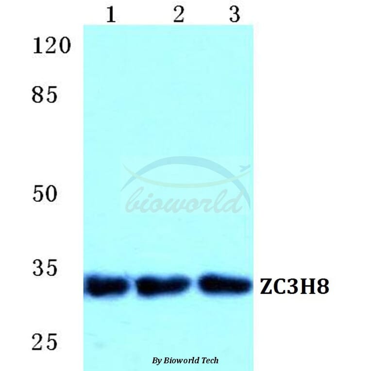 Anti-ZC3H8 Antibody from Bioworld Technology (BS5770) - Antibodies.com