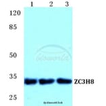 Anti-ZC3H8 Antibody from Bioworld Technology (BS5770) - Antibodies.com