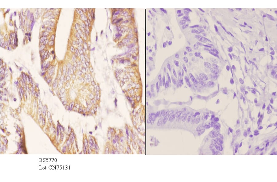 Anti-ZC3H8 Antibody from Bioworld Technology (BS5770) - Antibodies.com