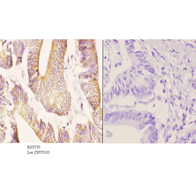 Anti-ZC3H8 Antibody from Bioworld Technology (BS5770) - Antibodies.com