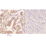 Anti-ZC3H8 Antibody from Bioworld Technology (BS5770) - Antibodies.com