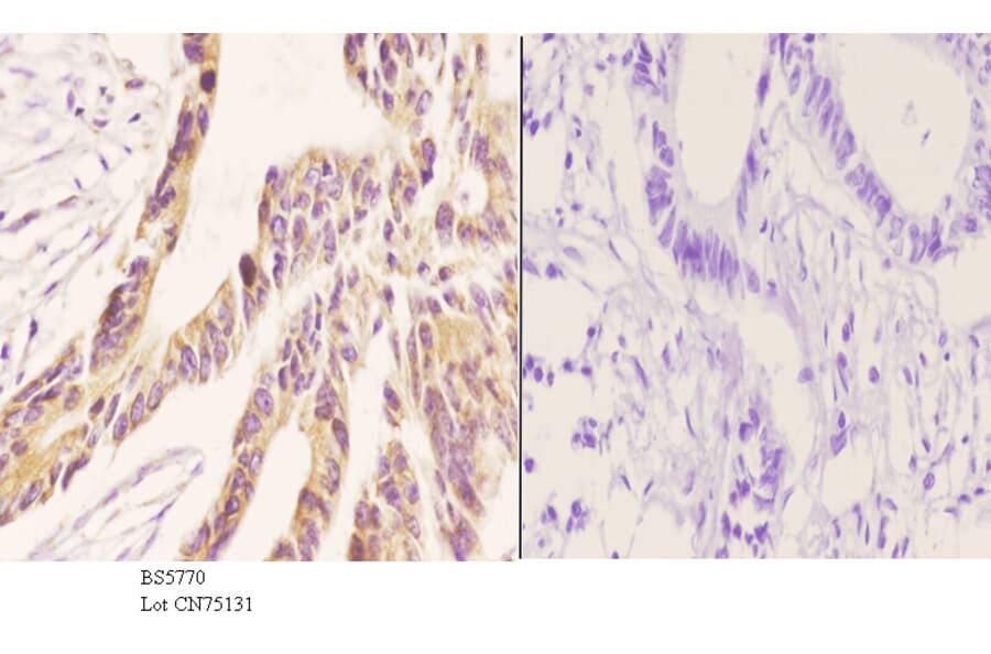 Anti-ZC3H8 Antibody from Bioworld Technology (BS5770) - Antibodies.com