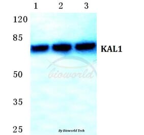 Anti-KAL1 Antibody from Bioworld Technology (BS5771) - Antibodies.com