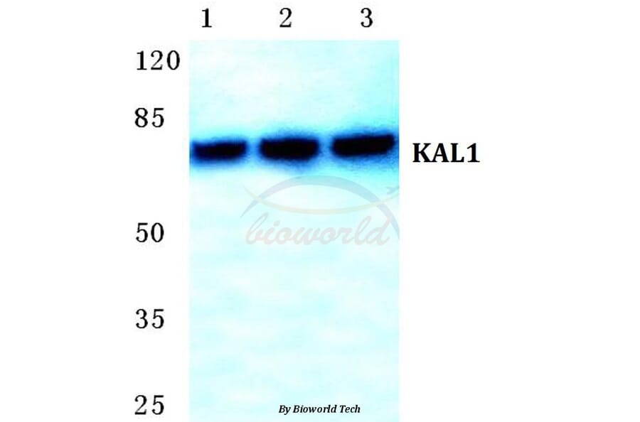 Anti-KAL1 Antibody from Bioworld Technology (BS5771) - Antibodies.com