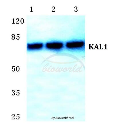 Anti-KAL1 Antibody from Bioworld Technology (BS5771) - Antibodies.com