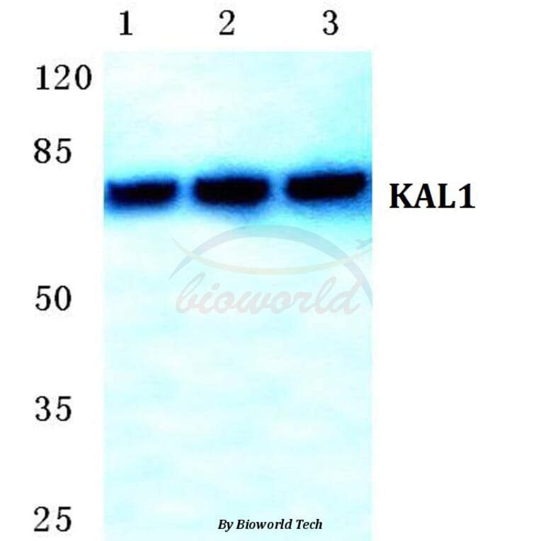 Anti-KAL1 Antibody from Bioworld Technology (BS5771) - Antibodies.com