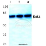 Anti-KAL1 Antibody from Bioworld Technology (BS5771) - Antibodies.com