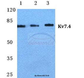Anti-Kv7.4 Antibody from Bioworld Technology (BS5773) - Antibodies.com