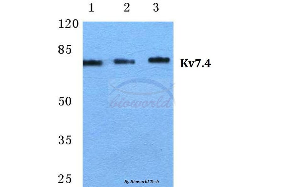 Anti-Kv7.4 Antibody from Bioworld Technology (BS5773) - Antibodies.com