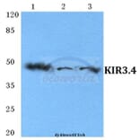 Anti-KIR3.4 Antibody from Bioworld Technology (BS5775) - Antibodies.com